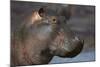 Hippopotamus (Hippopotamus Amphibius), Serengeti National Park, Tanzania-James Hager-Mounted Photographic Print