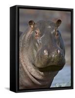 Hippopotamus (Hippopotamus Amphibius), Serengeti National Park, Tanzania-James Hager-Framed Stretched Canvas