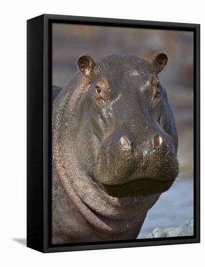 Hippopotamus (Hippopotamus Amphibius), Serengeti National Park, Tanzania-James Hager-Framed Stretched Canvas