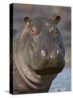 Hippopotamus (Hippopotamus Amphibius), Serengeti National Park, Tanzania-James Hager-Stretched Canvas