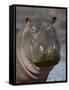 Hippopotamus (Hippopotamus Amphibius), Serengeti National Park, Tanzania-James Hager-Framed Stretched Canvas