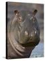 Hippopotamus (Hippopotamus Amphibius), Serengeti National Park, Tanzania-James Hager-Stretched Canvas