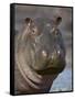 Hippopotamus (Hippopotamus Amphibius), Serengeti National Park, Tanzania-James Hager-Framed Stretched Canvas