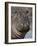 Hippopotamus (Hippopotamus Amphibius), Serengeti National Park, Tanzania-James Hager-Framed Photographic Print