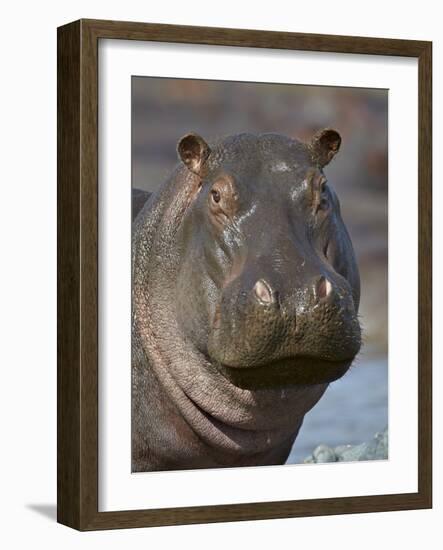 Hippopotamus (Hippopotamus Amphibius), Serengeti National Park, Tanzania-James Hager-Framed Photographic Print