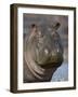 Hippopotamus (Hippopotamus Amphibius), Serengeti National Park, Tanzania-James Hager-Framed Photographic Print