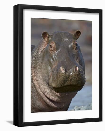 Hippopotamus (Hippopotamus Amphibius), Serengeti National Park, Tanzania-James Hager-Framed Photographic Print