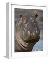 Hippopotamus (Hippopotamus Amphibius), Serengeti National Park, Tanzania-James Hager-Framed Photographic Print