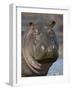 Hippopotamus (Hippopotamus Amphibius), Serengeti National Park, Tanzania-James Hager-Framed Photographic Print