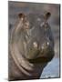 Hippopotamus (Hippopotamus Amphibius), Serengeti National Park, Tanzania-James Hager-Mounted Photographic Print