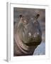 Hippopotamus (Hippopotamus Amphibius), Serengeti National Park, Tanzania-James Hager-Framed Photographic Print