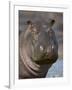 Hippopotamus (Hippopotamus Amphibius), Serengeti National Park, Tanzania-James Hager-Framed Photographic Print