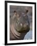 Hippopotamus (Hippopotamus Amphibius), Serengeti National Park, Tanzania-James Hager-Framed Photographic Print