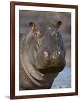 Hippopotamus (Hippopotamus Amphibius), Serengeti National Park, Tanzania-James Hager-Framed Photographic Print