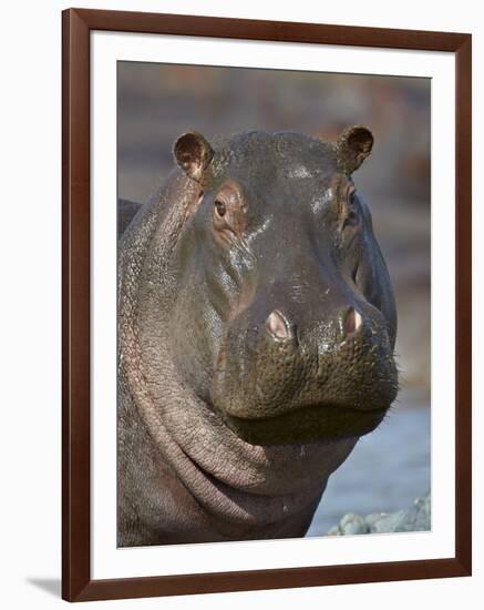 Hippopotamus (Hippopotamus Amphibius), Serengeti National Park, Tanzania-James Hager-Framed Photographic Print