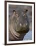 Hippopotamus (Hippopotamus Amphibius), Serengeti National Park, Tanzania-James Hager-Framed Photographic Print