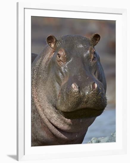 Hippopotamus (Hippopotamus Amphibius), Serengeti National Park, Tanzania-James Hager-Framed Photographic Print