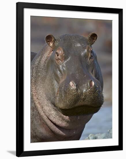 Hippopotamus (Hippopotamus Amphibius), Serengeti National Park, Tanzania-James Hager-Framed Photographic Print