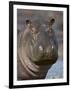 Hippopotamus (Hippopotamus Amphibius), Serengeti National Park, Tanzania-James Hager-Framed Photographic Print