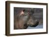 Hippopotamus (Hippopotamus Amphibius), Serengeti National Park, Tanzania-James Hager-Framed Photographic Print