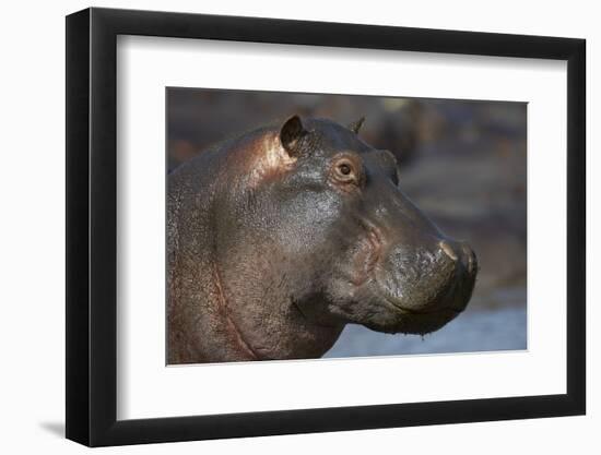 Hippopotamus (Hippopotamus Amphibius), Serengeti National Park, Tanzania-James Hager-Framed Photographic Print