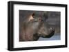 Hippopotamus (Hippopotamus Amphibius), Serengeti National Park, Tanzania-James Hager-Framed Photographic Print