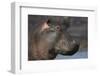 Hippopotamus (Hippopotamus Amphibius), Serengeti National Park, Tanzania-James Hager-Framed Photographic Print