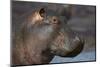 Hippopotamus (Hippopotamus Amphibius), Serengeti National Park, Tanzania-James Hager-Mounted Photographic Print