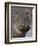 Hippopotamus (Hippopotamus Amphibius), Serengeti National Park, Tanzania-James Hager-Framed Photographic Print