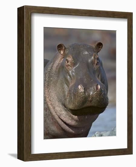 Hippopotamus (Hippopotamus Amphibius), Serengeti National Park, Tanzania-James Hager-Framed Photographic Print