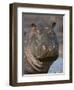 Hippopotamus (Hippopotamus Amphibius), Serengeti National Park, Tanzania-James Hager-Framed Photographic Print