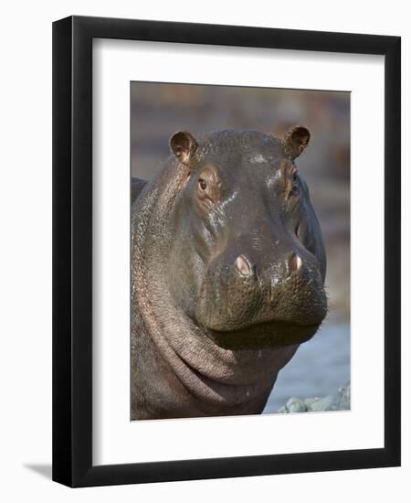 Hippopotamus (Hippopotamus Amphibius), Serengeti National Park, Tanzania-James Hager-Framed Photographic Print