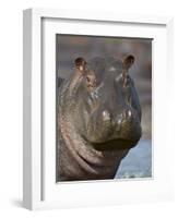 Hippopotamus (Hippopotamus Amphibius), Serengeti National Park, Tanzania-James Hager-Framed Photographic Print