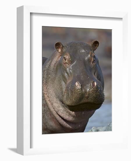 Hippopotamus (Hippopotamus Amphibius), Serengeti National Park, Tanzania-James Hager-Framed Photographic Print