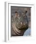 Hippopotamus (Hippopotamus Amphibius), Serengeti National Park, Tanzania-James Hager-Framed Photographic Print