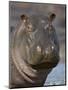 Hippopotamus (Hippopotamus Amphibius), Serengeti National Park, Tanzania-James Hager-Mounted Photographic Print