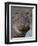 Hippopotamus (Hippopotamus Amphibius), Serengeti National Park, Tanzania-James Hager-Framed Premium Photographic Print