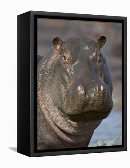 Hippopotamus (Hippopotamus Amphibius), Serengeti National Park, Tanzania-James Hager-Framed Stretched Canvas