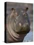 Hippopotamus (Hippopotamus Amphibius), Serengeti National Park, Tanzania-James Hager-Stretched Canvas