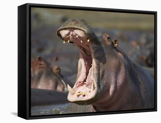 Hippopotamus (Hippopotamus Amphibius) Showing Aggression-James Hager-Framed Stretched Canvas