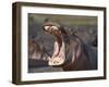 Hippopotamus (Hippopotamus Amphibius) Showing Aggression-James Hager-Framed Premium Photographic Print