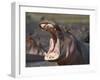 Hippopotamus (Hippopotamus Amphibius) Showing Aggression-James Hager-Framed Premium Photographic Print