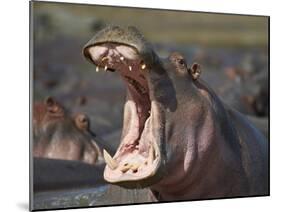 Hippopotamus (Hippopotamus Amphibius) Showing Aggression-James Hager-Mounted Photographic Print