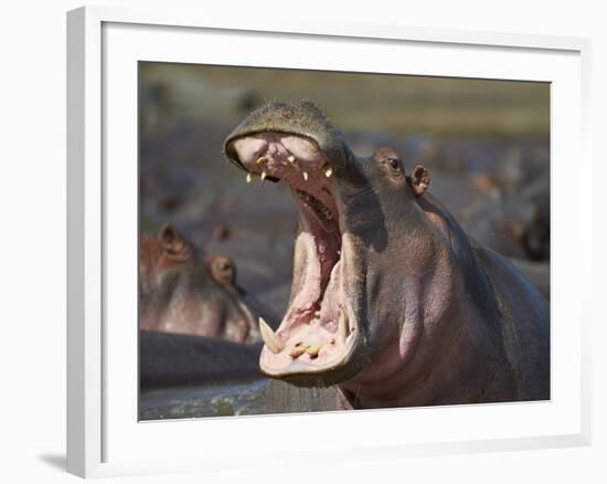 Hippopotamus (Hippopotamus Amphibius) Showing Aggression-James Hager-Framed Photographic Print