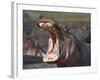 Hippopotamus (Hippopotamus Amphibius) Showing Aggression-James Hager-Framed Photographic Print