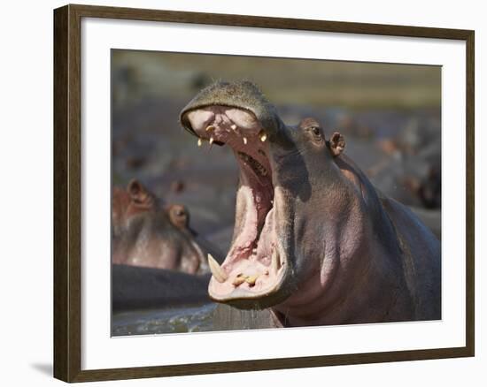 Hippopotamus (Hippopotamus Amphibius) Showing Aggression-James Hager-Framed Photographic Print