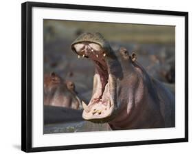 Hippopotamus (Hippopotamus Amphibius) Showing Aggression-James Hager-Framed Photographic Print