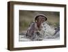 Hippopotamus (Hippopotamus amphibius) sparring, Kruger National Park, South Africa, Africa-James Hager-Framed Photographic Print