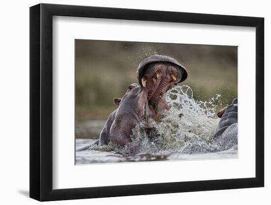 Hippopotamus (Hippopotamus amphibius) sparring, Kruger National Park, South Africa, Africa-James Hager-Framed Photographic Print