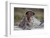 Hippopotamus (Hippopotamus amphibius) sparring, Kruger National Park, South Africa, Africa-James Hager-Framed Photographic Print